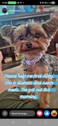 Lost Female Dog last seen Near galax st. South el monte, El Monte, CA 91733