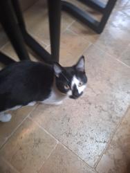Found/Stray Unknown Cat last seen Woodlands Park Road, Greater London, England SE10 9XD