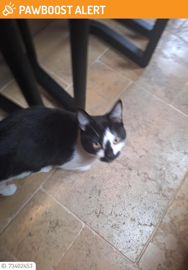 Found/Stray Unknown Cat last seen Woodlands Park Road, Greater London, England SE10 9XD