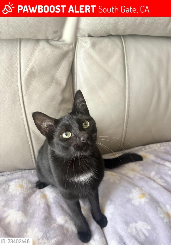 Lost Female Cat last seen San Luis and Duane, South Gate, CA 90280