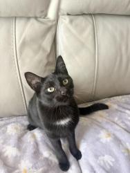 Lost Female Cat last seen San Luis and Duane, South Gate, CA 90280