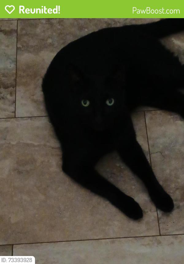 Reunited Male Cat last seen Sylvan Pond Neighborhood, Orlando, FL 32825