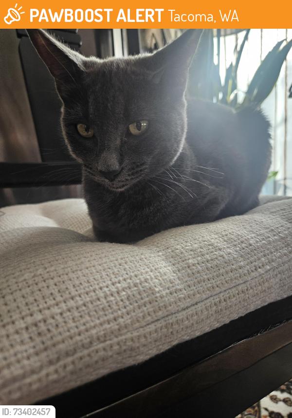 Found/Stray Unknown Cat last seen Gage apts, Tacoma, WA 98465