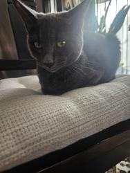 Found/Stray Unknown Cat last seen Gage apts, Tacoma, WA 98465