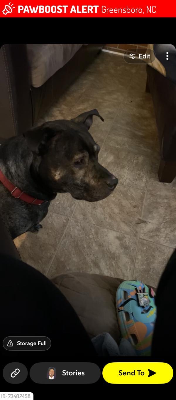 Lost Female Dog last seen Near martinsville rd, Greensboro, NC 27455