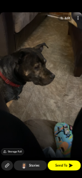 Lost Female Dog last seen Near martinsville rd, Greensboro, NC 27455