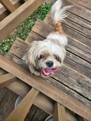 Reunited Unknown Dog last seen Duncroft neighborhood, Glen Allen, VA 23060