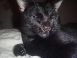 Reunited Male Cat last seen Shadow Lake Dr, Knollview Lane, Thousand Oaks, CA 91360