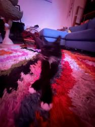 Reunited Male Cat last seen Oak Glen Park, Oakland, CA 94611