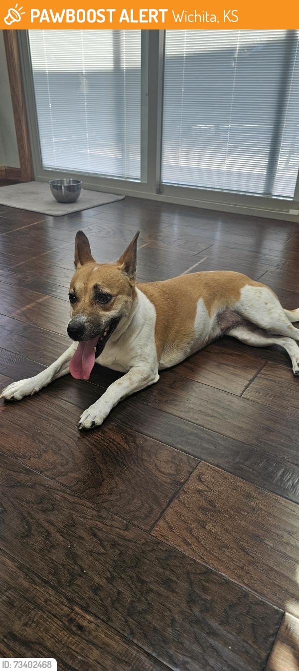 Found/Stray Female Dog last seen 21st Maize, Wichita, KS 67212