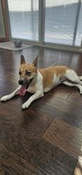 Found/Stray Female Dog last seen 21st Maize, Wichita, KS 67212