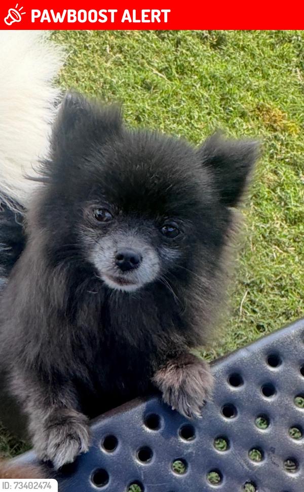 Lost Female Dog last seen Main st archdale, Randolph County, NC 27370