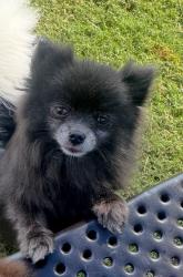 Lost Female Dog last seen Main st archdale, Randolph County, NC 27370