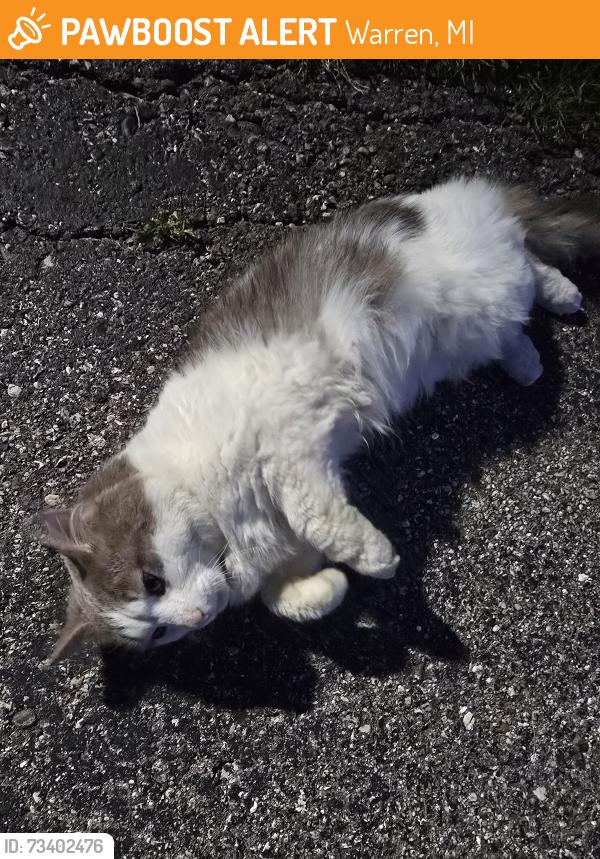 Found/Stray Unknown Cat last seen 10 mile, Curie, Warren, MI 48091