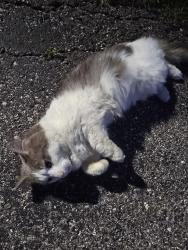 Found/Stray Unknown Cat last seen 10 mile, Curie, Warren, MI 48091