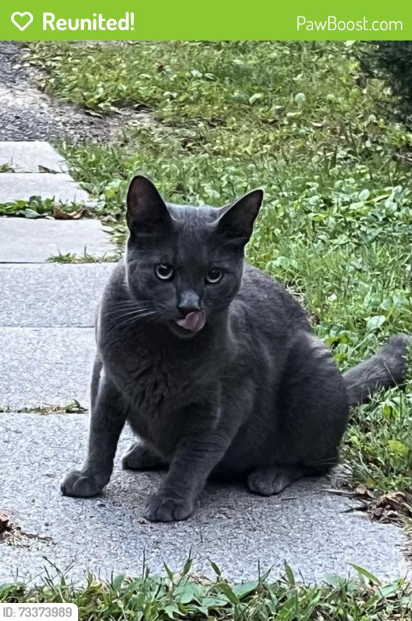 Reunited Unknown Cat last seen Near 284 Moon Clinton road, Carnot-Moon, PA 15108
