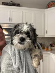 Found/Stray Male Dog last seen Hy-Vee cottage grove, Cottage Grove, MN 55016