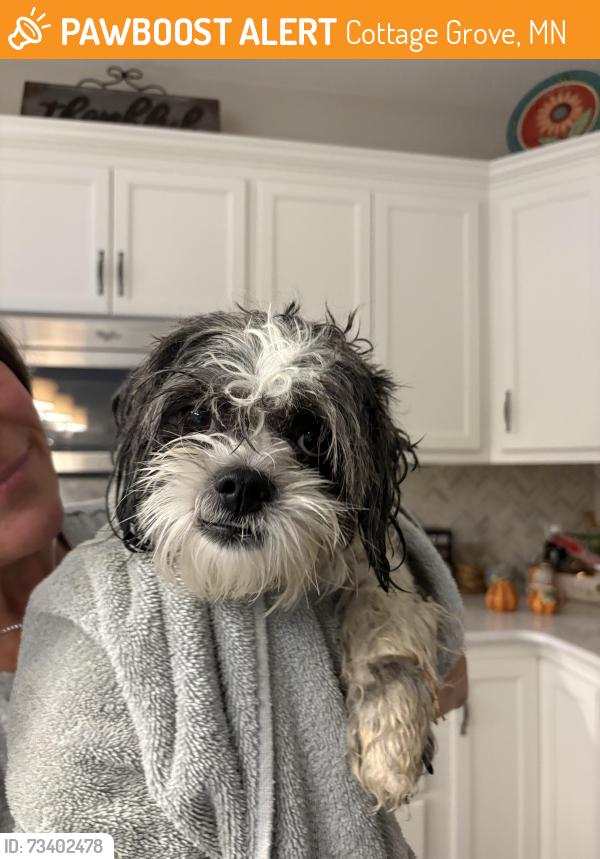 Found/Stray Male Dog last seen Hy-Vee cottage grove, Cottage Grove, MN 55016