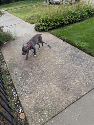 Found/Stray Male Dog last seen 92nd Street, Chicago, IL 60619