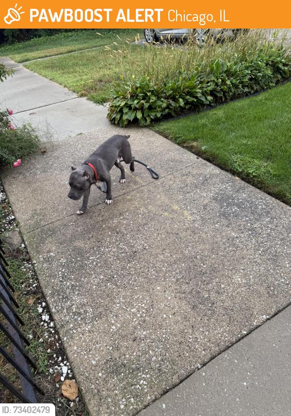 Found/Stray Male Dog last seen 92nd Street, Chicago, IL 60619