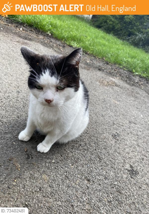 Found/Stray Female Cat last seen Warrington Darts, Old Hall, England 