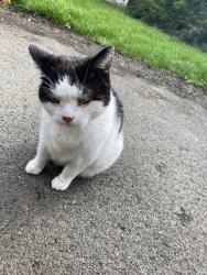 Found/Stray Female Cat last seen Warrington Darts, Old Hall, England 