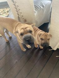 Lost Female Dog last seen 377hwy, Fort Worth, TX 76116