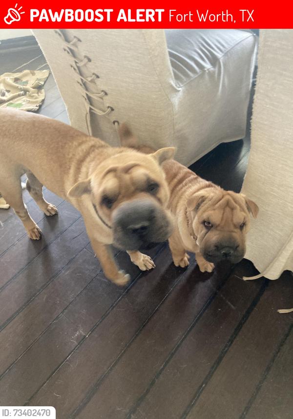Lost Female Dog last seen 377hwy, Fort Worth, TX 76116