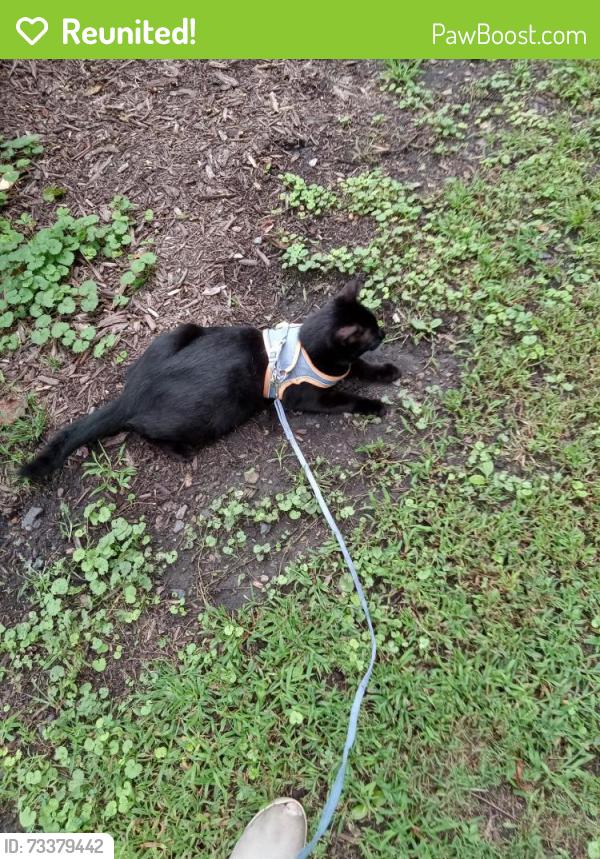 Reunited Male Cat last seen Near Mount Zion Rd between Short Rd & Greble Rd, Lebanon, PA 17046