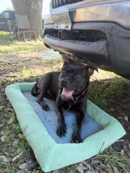 Found/Stray Male Dog last seen S 21st st, Nederland, TX 77627