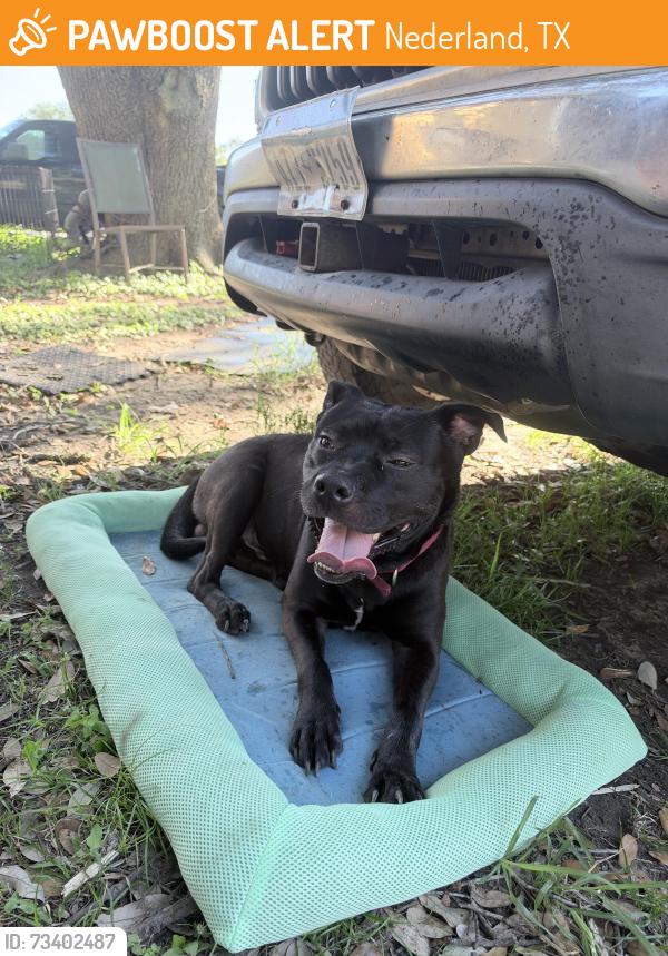 Found/Stray Male Dog last seen S 21st st, Nederland, TX 77627