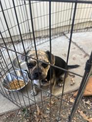 Found/Stray Female Dog last seen Alum rock avenue and McKee Rd., East Foothills, CA 95127