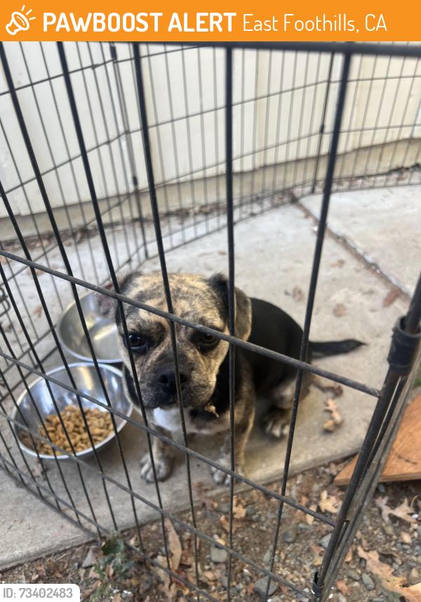Found/Stray Female Dog last seen Alum rock avenue and McKee Rd., East Foothills, CA 95127