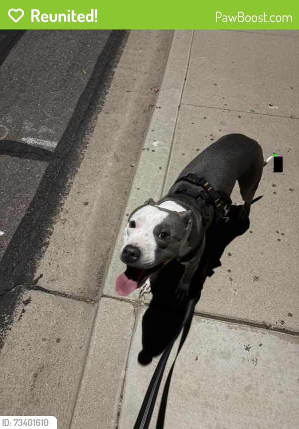 Reunited Female Dog last seen Horne and Hope St, Mesa, AZ 85203