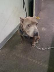 Shelter Stray Male Dog last seen , 1850 W 60th St, Los Angeles, CA 90047, USA