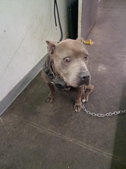 Shelter Stray Male Dog last seen , 1850 W 60th St, Los Angeles, CA 90047, USA