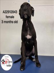 Shelter Stray Female Dog last seen , 3201 Lacy St, Los Angeles, CA 90031, USA