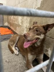 Shelter Stray Female Dog last seen , 3201 Lacy St, Los Angeles, CA 90031, USA