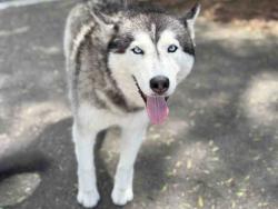 Shelter Stray Female Dog last seen , 2481 Palomar Airport Rd, Carlsbad, CA 92011, USA