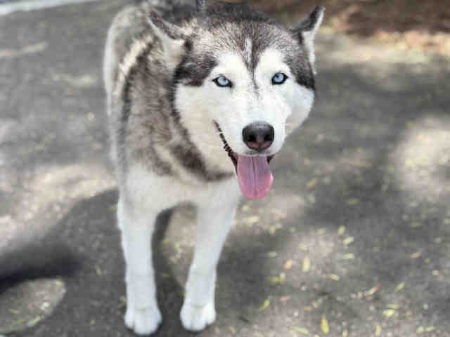 Shelter Stray Female Dog last seen , 2481 Palomar Airport Rd, Carlsbad, CA 92011, USA