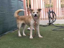 Shelter Stray Female Dog last seen HORSECREEK PARK, 2481 Palomar Airport Rd, Carlsbad, CA 92011, USA