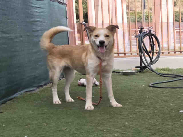 Shelter Stray Female Dog last seen HORSECREEK PARK, 2481 Palomar Airport Rd, Carlsbad, CA 92011, USA