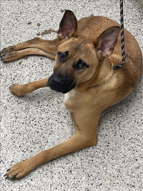 Shelter Stray Male Dog last seen Near BLOCK W MCNICHOLS RD, DETROIT MI 48219, 7401 Chrysler Dr, Detroit, MI 48211, USA