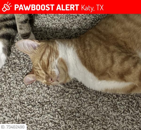 Lost Male Cat last seen Katy ranch and water rose, Katy, TX 77494