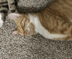 Lost Male Cat last seen Katy ranch and water rose, Katy, TX 77494