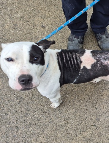 Shelter Stray Female Dog last seen Near BLOCK WARD ST, DETROIT, MI 48228, 7401 Chrysler Dr, Detroit, MI 48211, USA