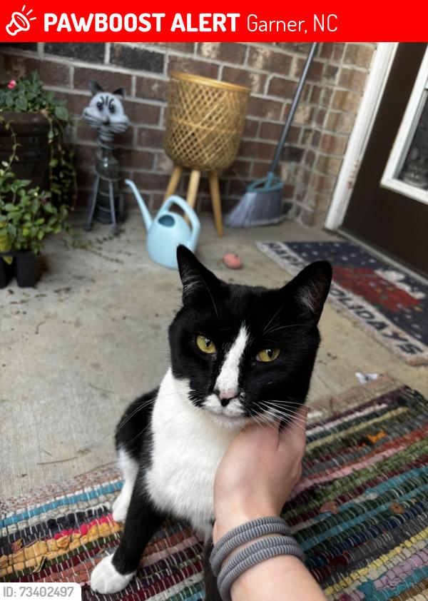 Lost Male Cat last seen Adeline way, Wickerleaf way, white oak road, Garner, NC 27529