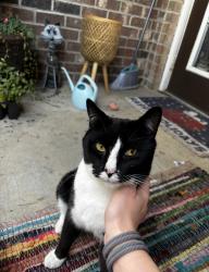 Lost Male Cat last seen Adeline way, Wickerleaf way, white oak road, Garner, NC 27529