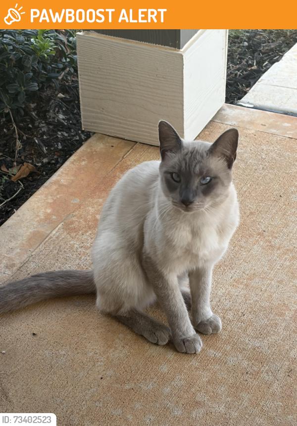 Found/Stray Male Cat last seen Turret Bend Way Willis Texas, Montgomery County, TX 77378