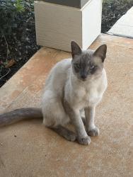 Found/Stray Male Cat last seen Turret Bend Way Willis Texas, Montgomery County, TX 77378
